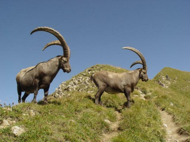 Appartamento Les Fenetres Du Mont Blanc La Giettaz Esterno foto